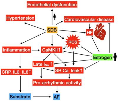 The Effect of Gender and Sex Hormones on Cardiovascular Disease, Heart Failure, Diabetes, and Atrial Fibrillation in Sleep Apnea